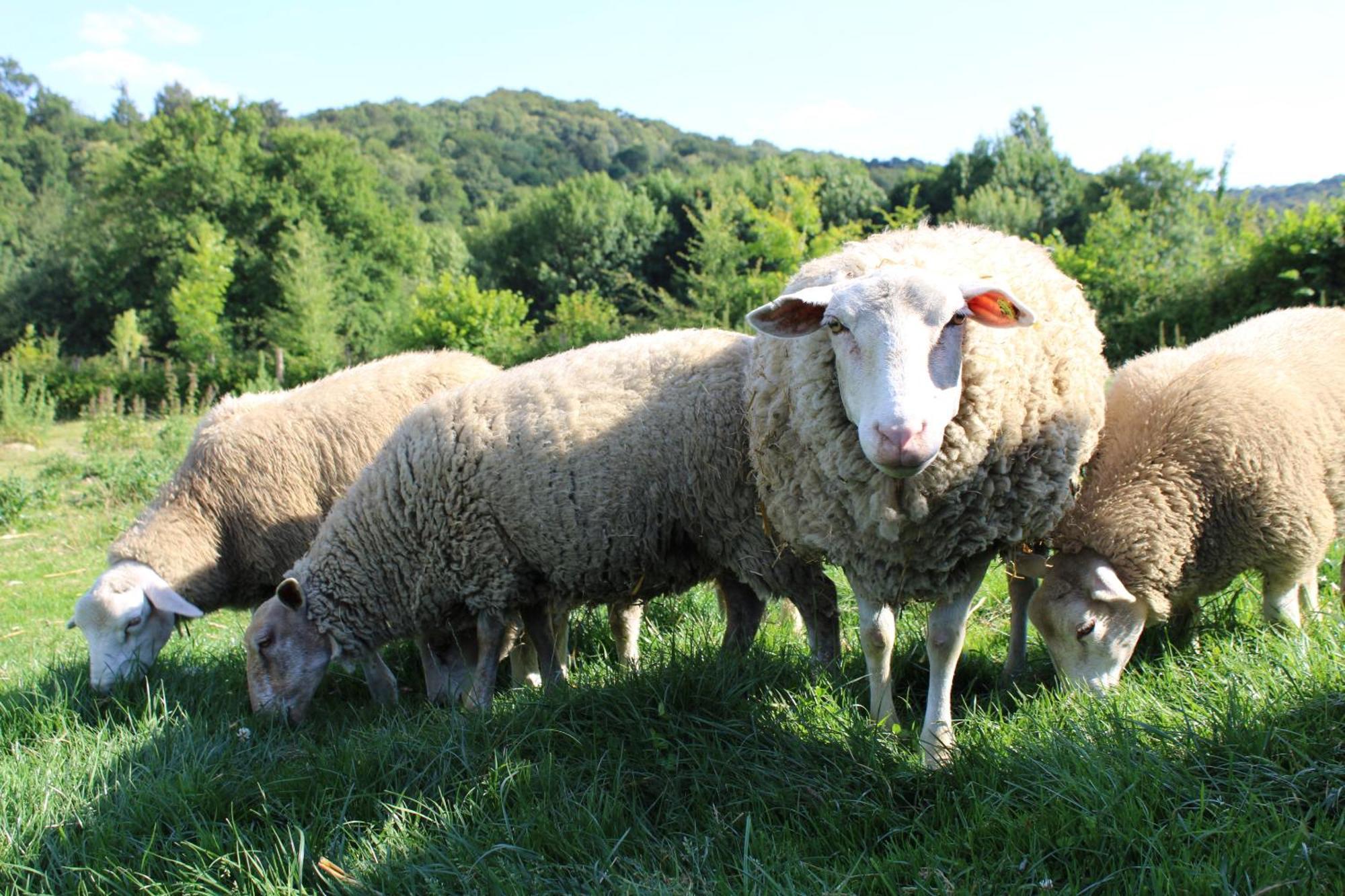 Ecogite Rural La Cle Des Champs Peyrelongue-Abos Bilik gambar